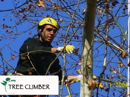 Tree Climbing