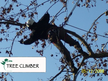 Tree Climbing