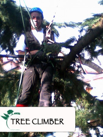 Tree Climbing