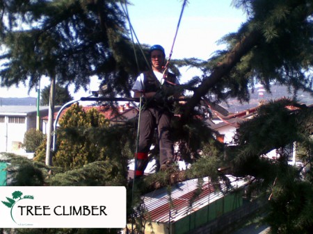 Tree Climbing