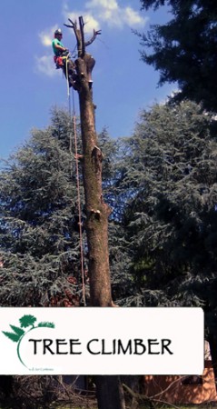 Tree climning