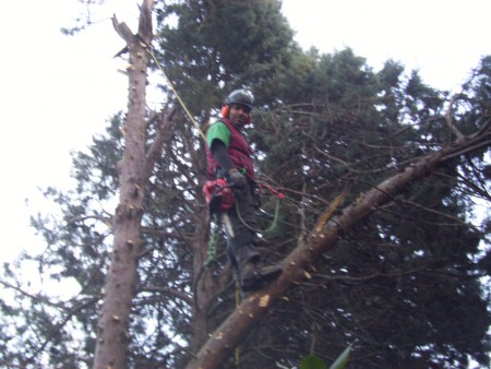 Tree Climbing