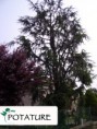 /album/gallery/potature-jpg1/